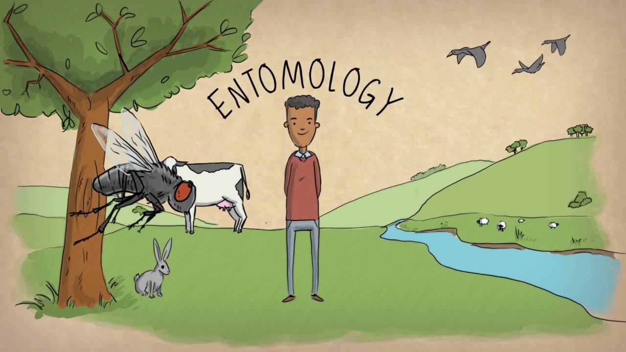 Entomology